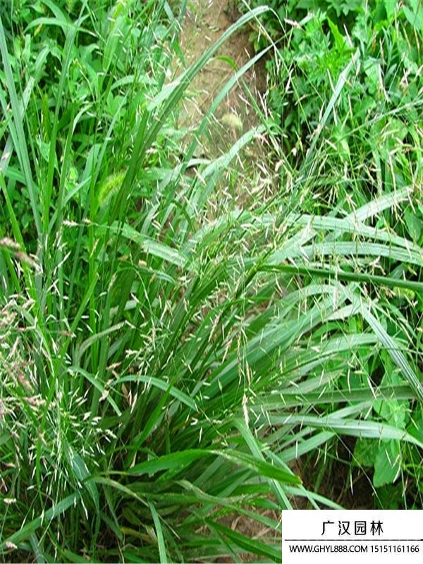 畫眉草 (6).jpg