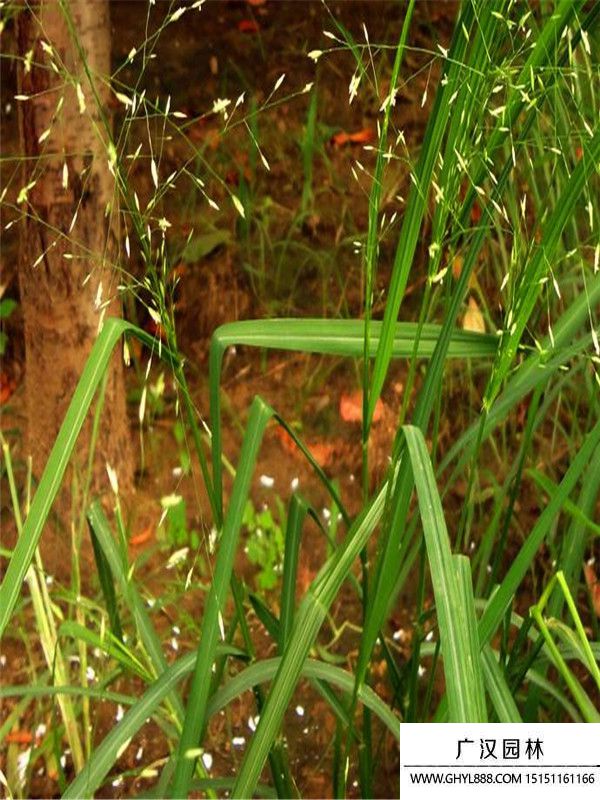 畫眉草 (3).jpg