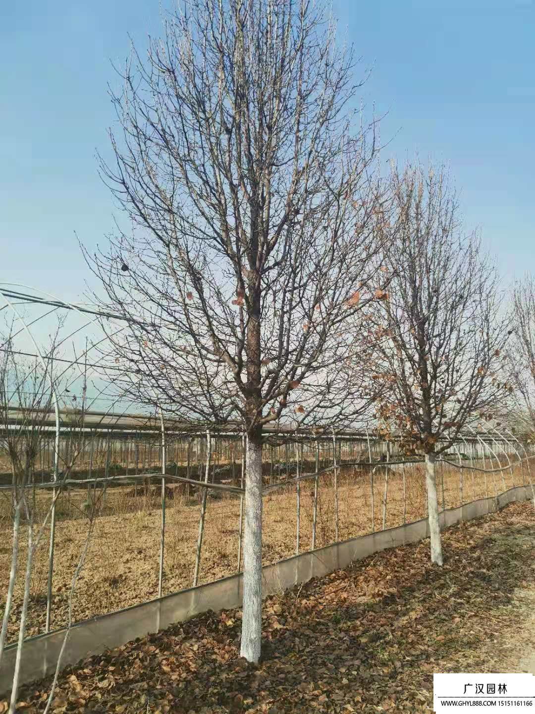 彩葉豆梨 (5).jpg