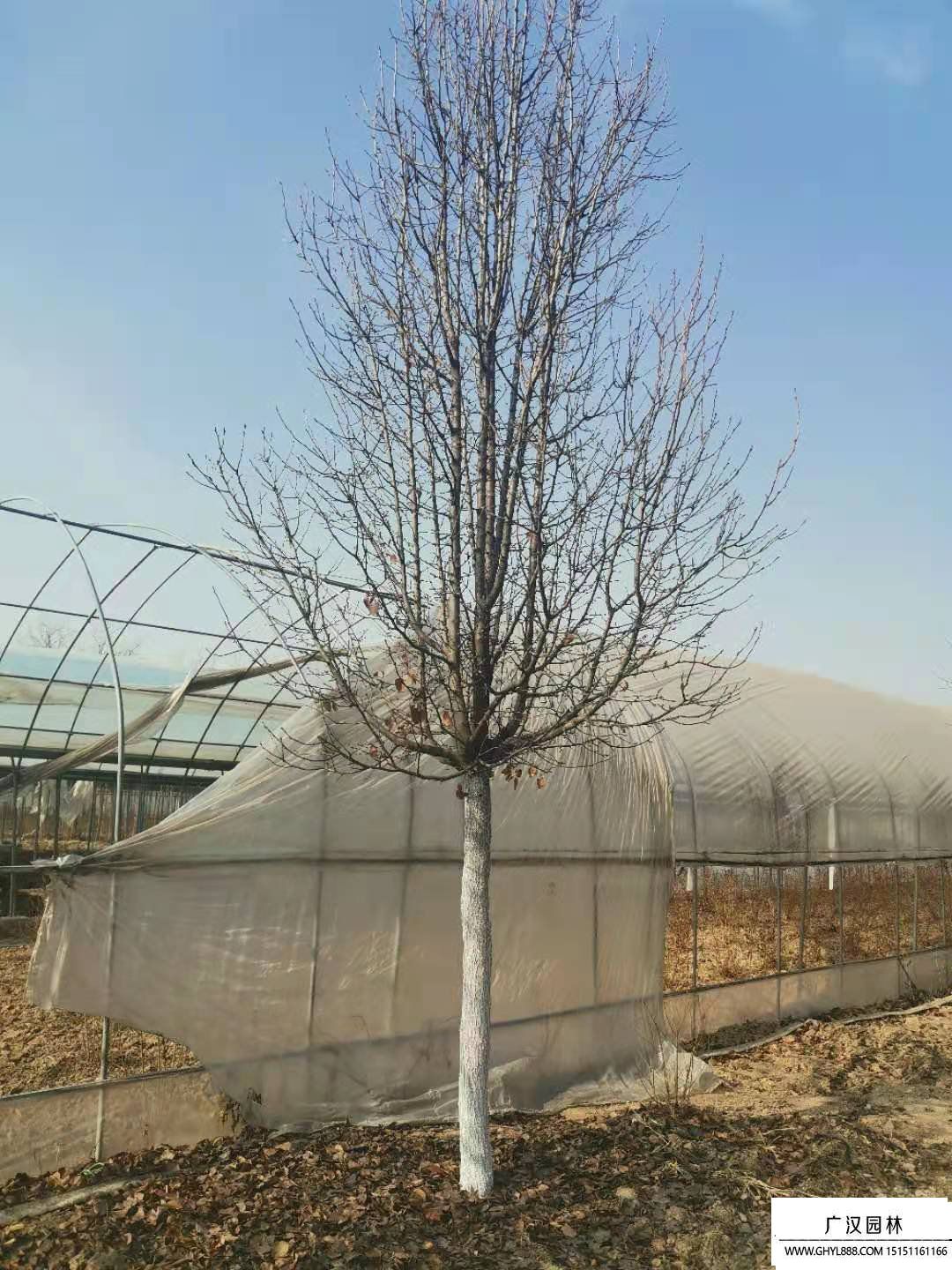 彩葉豆梨 (1).jpg
