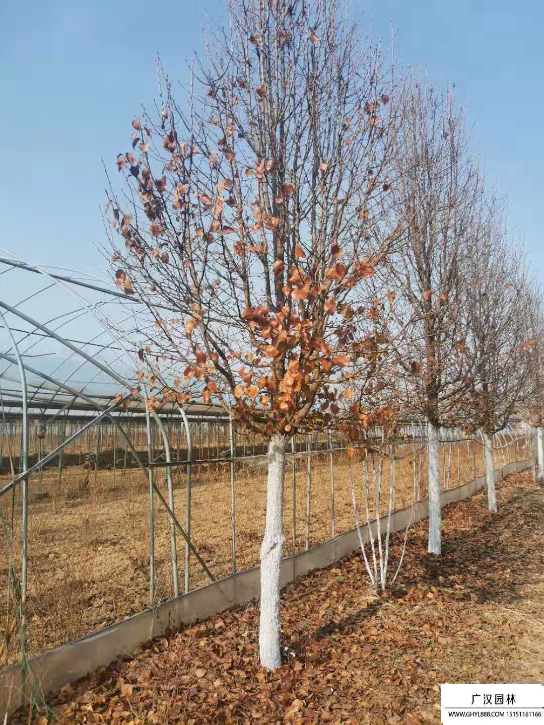 彩葉豆梨 (4).jpg