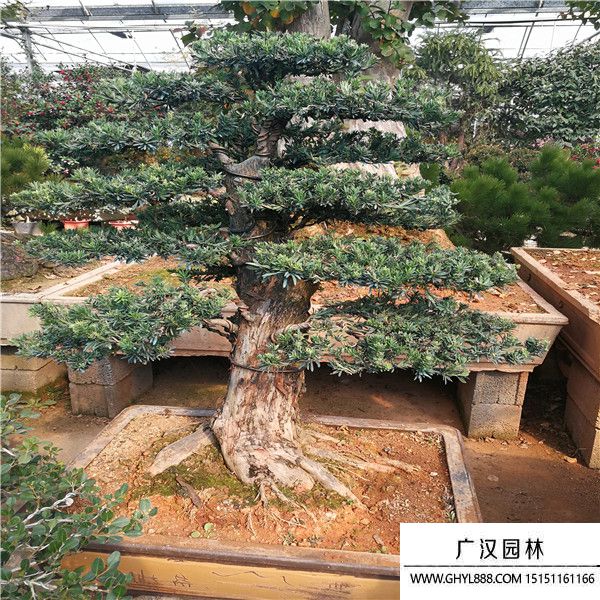 米葉羅漢松.jpg