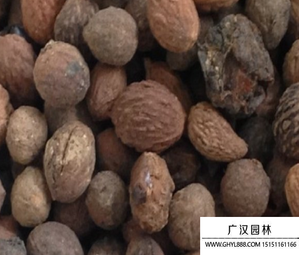 酸棗樹種子.png