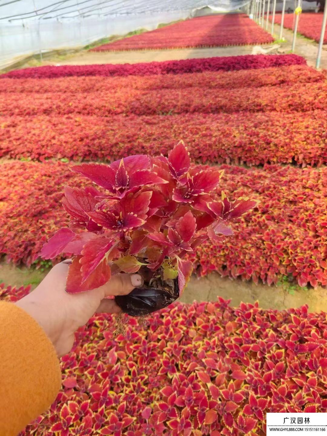 彩葉草 (12).jpg