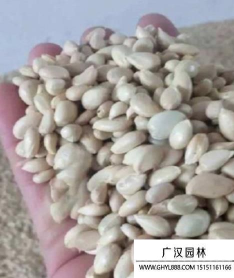 積殼種子.jpg