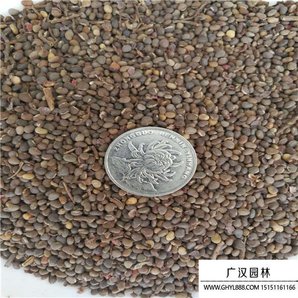 火炬種子 (3).jpg