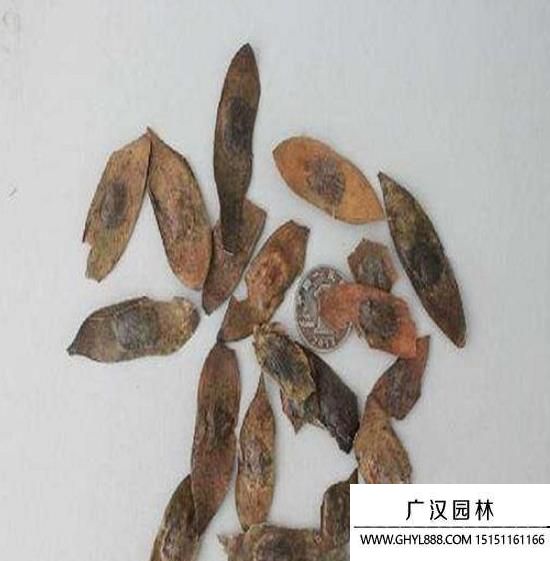 黃花梨樹種子