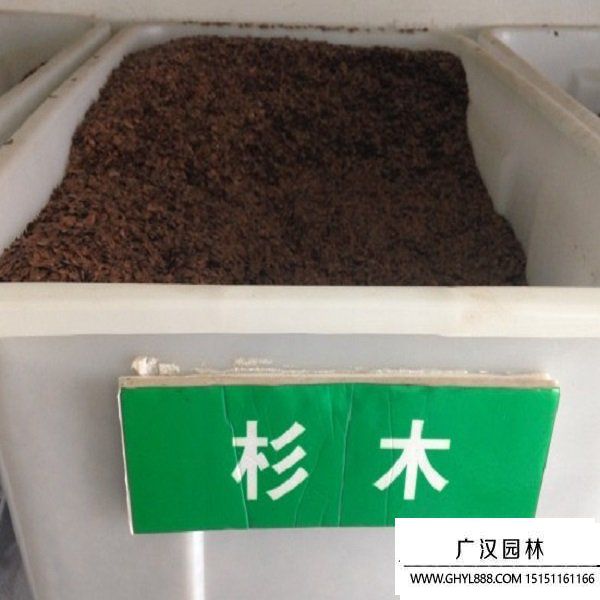 杉木種子.jpg
