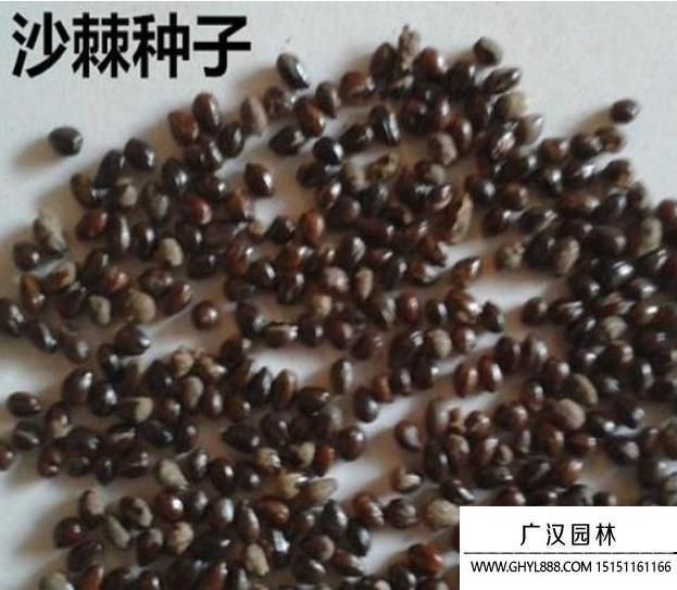 大果沙棘種子.jpg