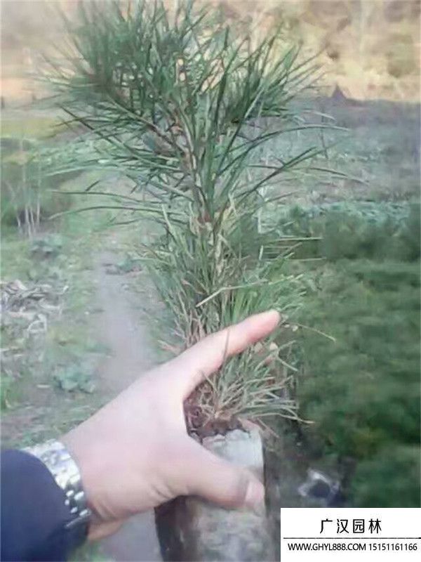 馬尾松.jpg