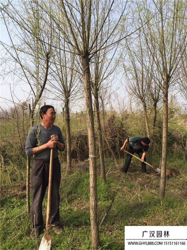饅頭柳 (2).jpg