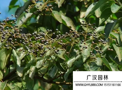 光皮樹