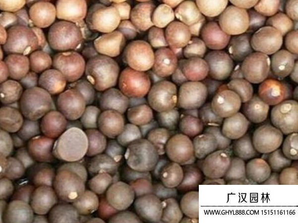 茶花種子