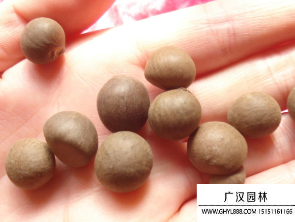 茶花種子