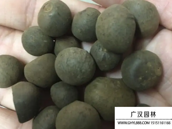 茶花種子