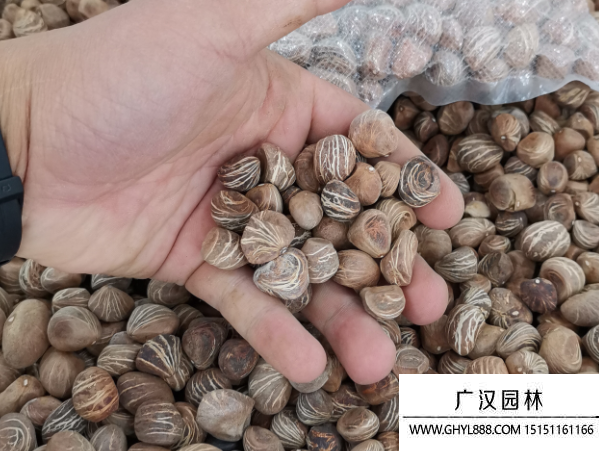 發財樹種子