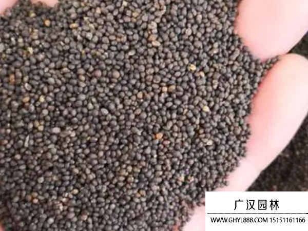 紅花鼠尾草種子