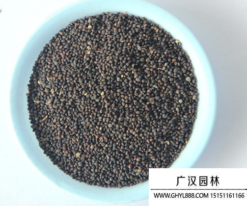 紅花鼠尾草種子
