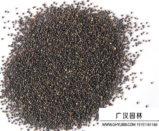 紅花鼠尾草種子