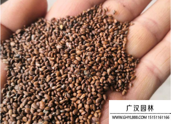 獼猴桃種子