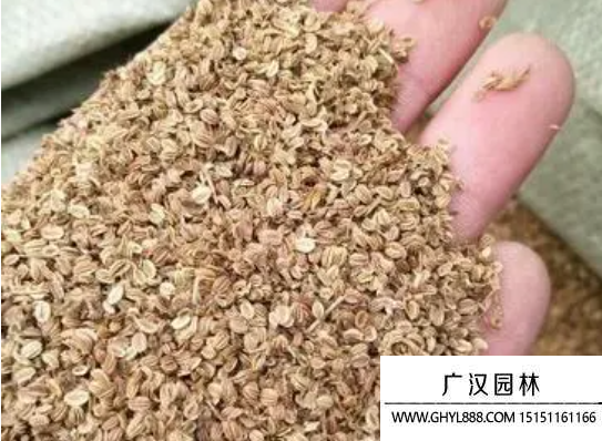 蛇床子種子