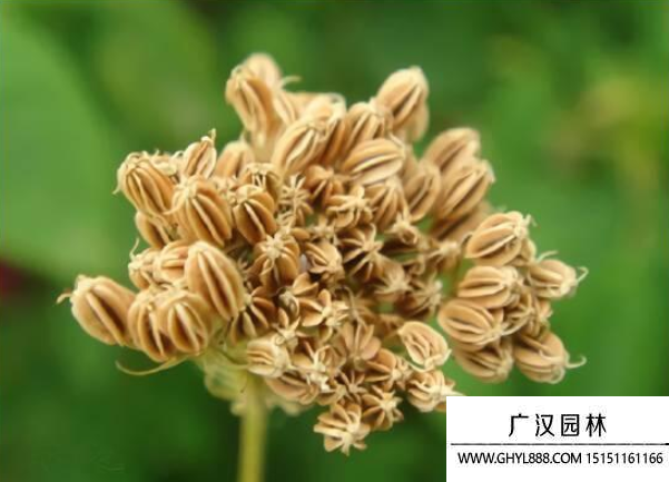 蛇床子種子