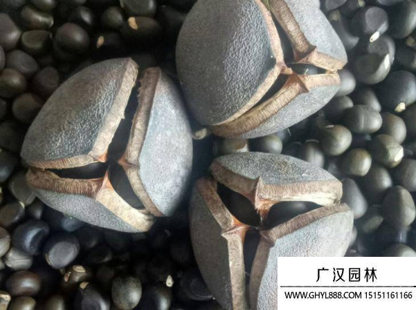 文冠果種子