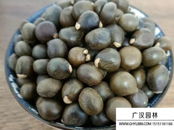文冠果種子