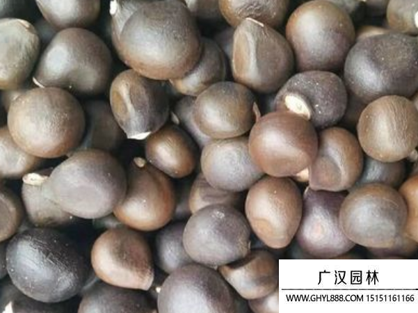 文冠果種子