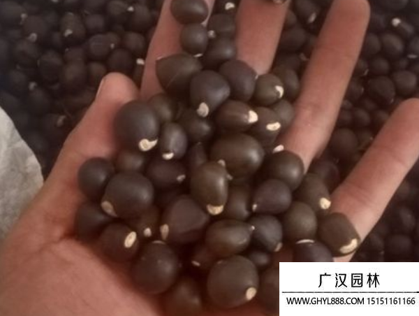 文冠果種子