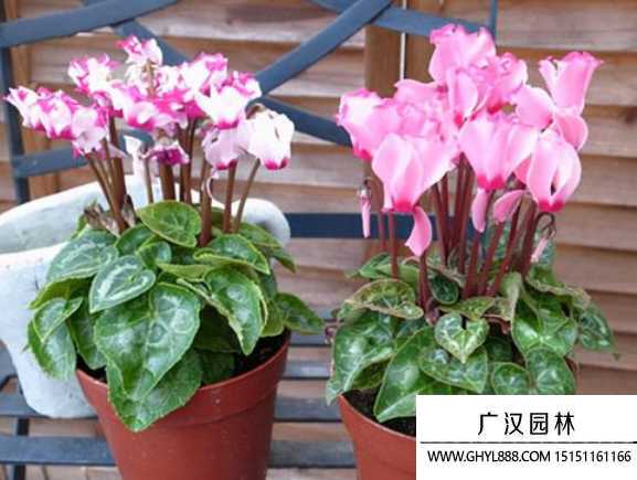 蘿卜海棠
