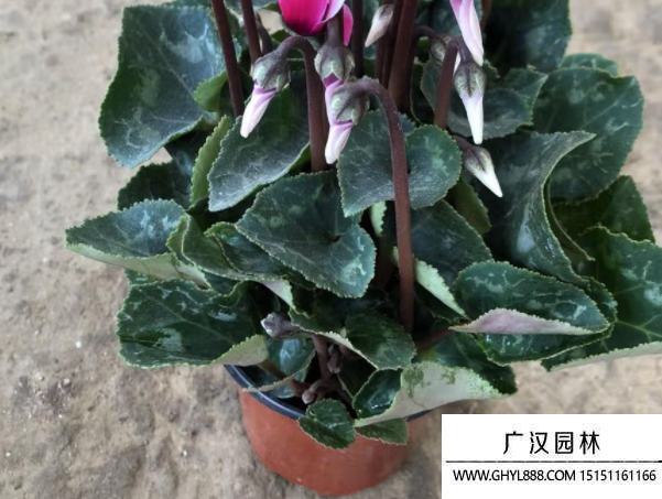 蘿卜海棠