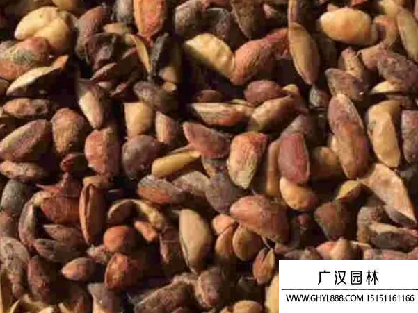 黃柏種子
