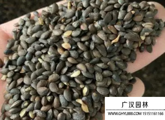 黃柏種子