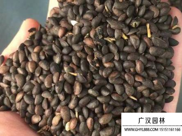 黃柏種子