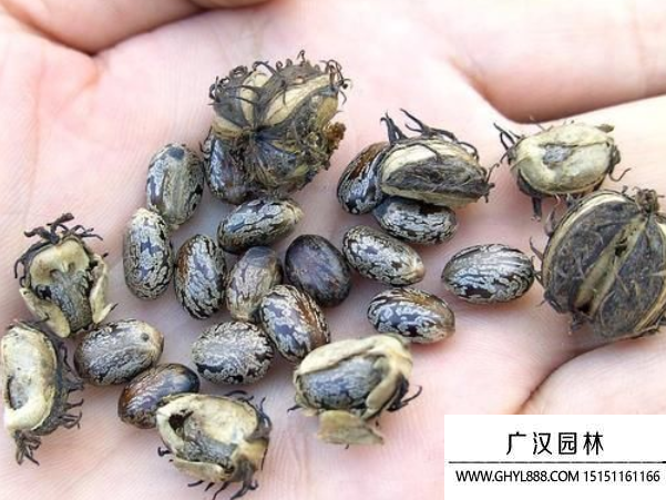 蓖麻種子