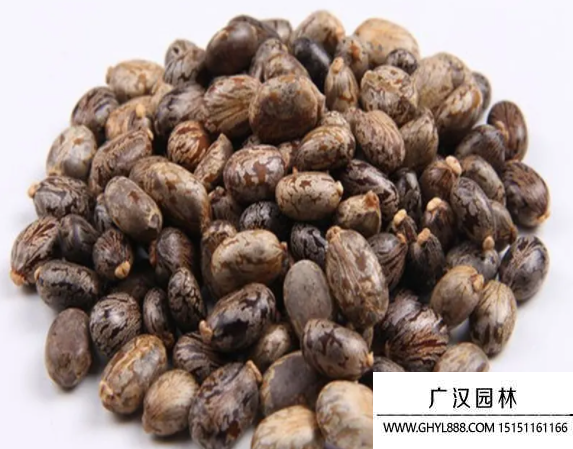 蓖麻種子