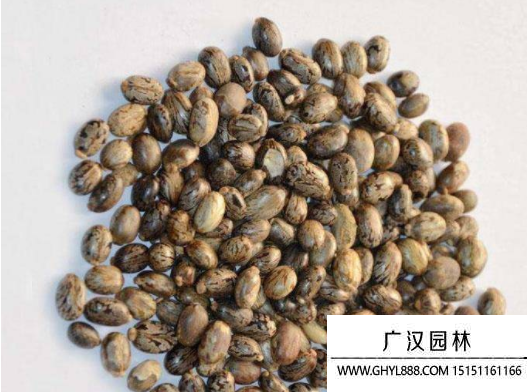 蓖麻種子