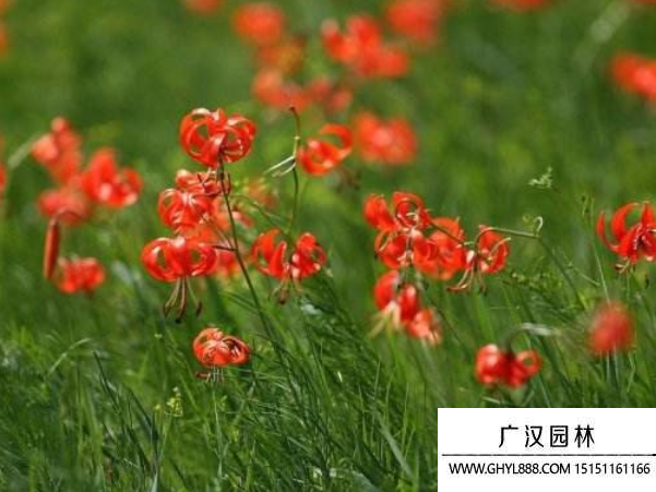 細葉百合