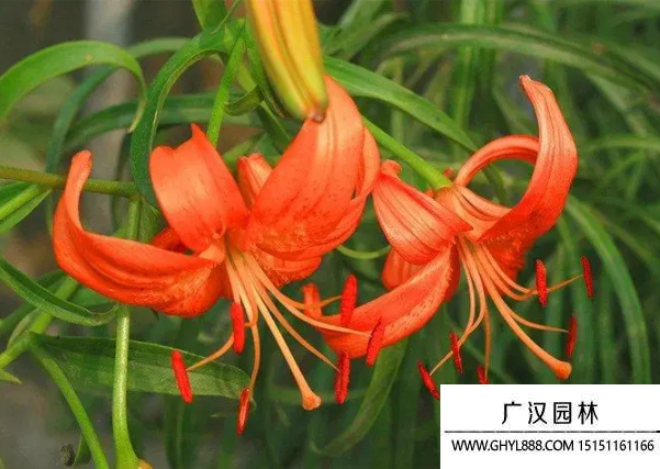 細葉百合