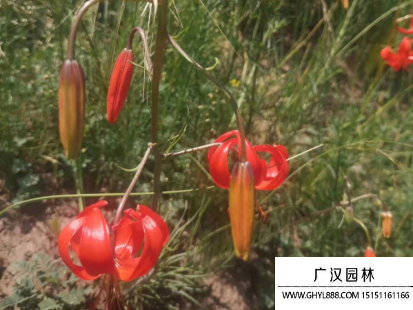細葉百合