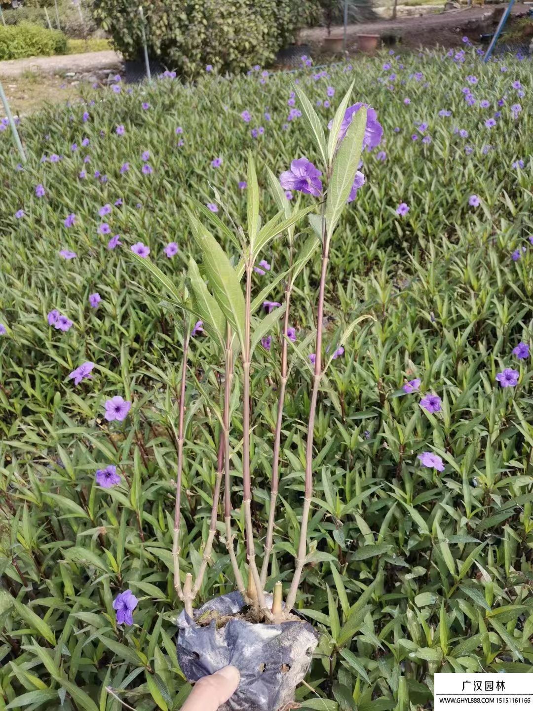 紫花翠蘆莉 (1).jpg