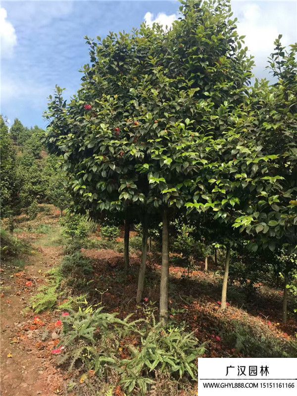 茶花樹