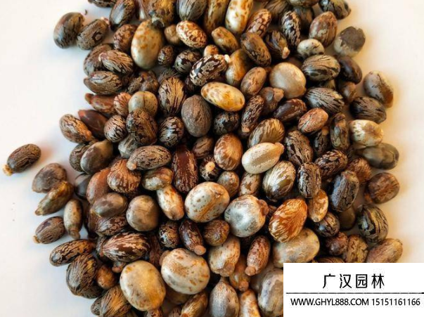 蓖麻種子