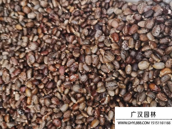 蓖麻種子