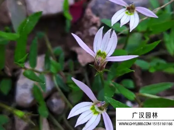 半邊蓮