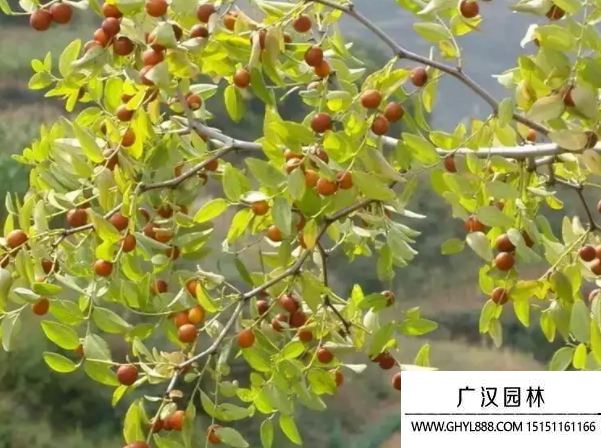 酸棗樹種子