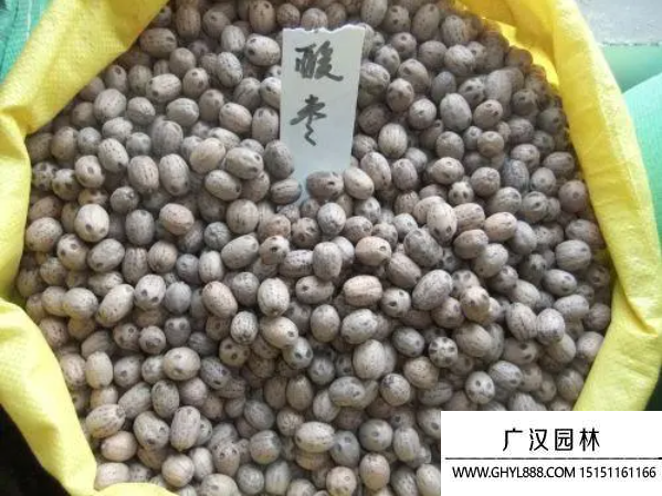 酸棗樹種子