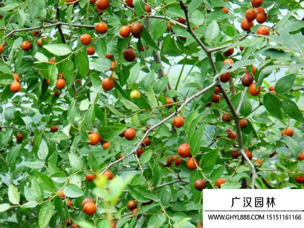 酸棗樹種子