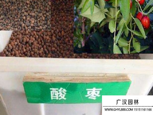 酸棗樹種子